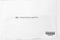 Image of Typhula pusilla
